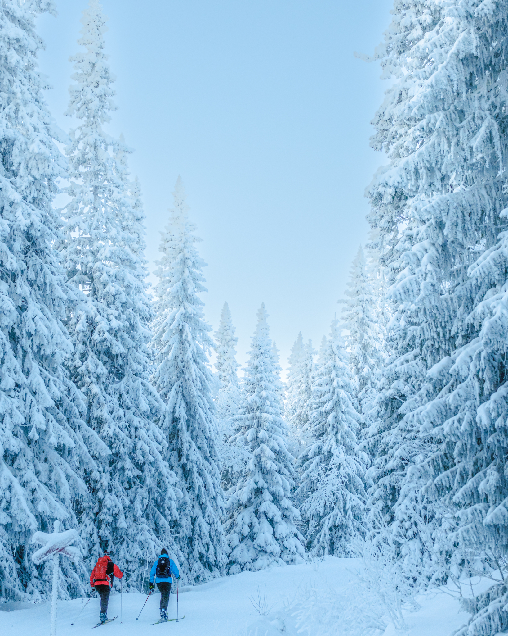 På turskidor genom skogen i Edsåsdalen